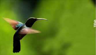 Colibri